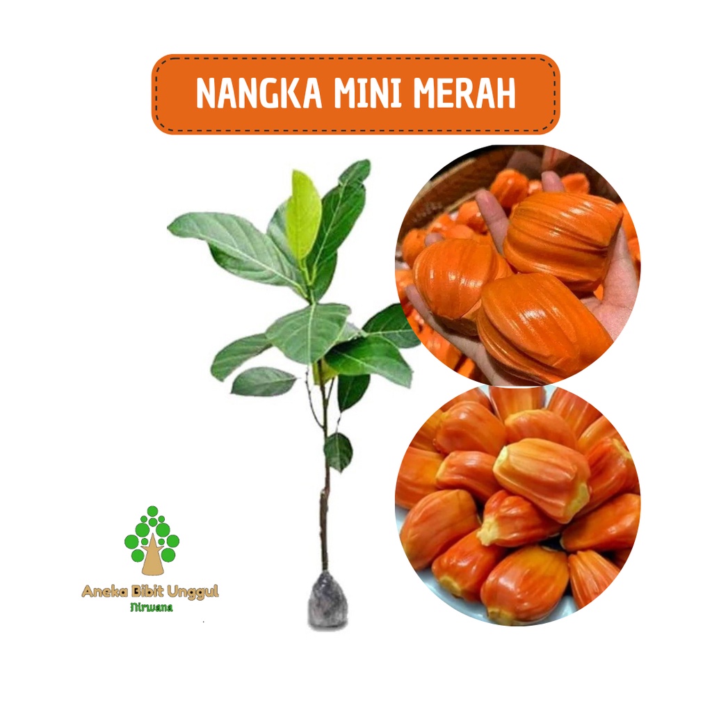 BIBIT NANGKA MINI MERAH/NANGKA MERAH Aneka bibit unggul