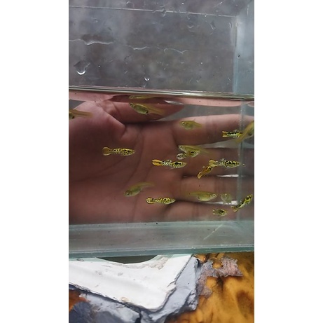 Endler Yellow Tiger Sepasang