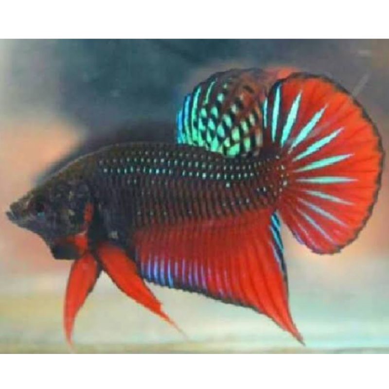 Ikan cupang katung alam jantan