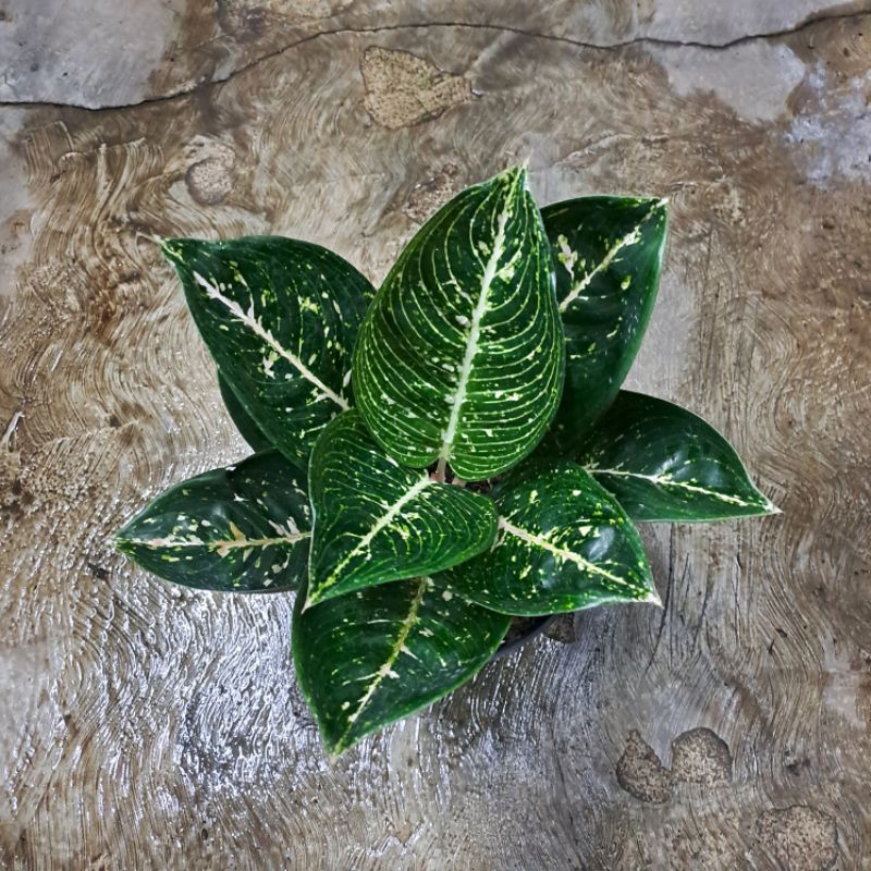 aglaonema adelia white