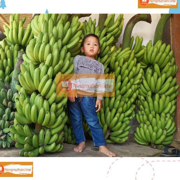 Ready Stok BIBIT PISANG FHIA17 100% ORIGINAL | BONGGOL PISANG MULYO CAVENDISH | BIBIT FHIA 17