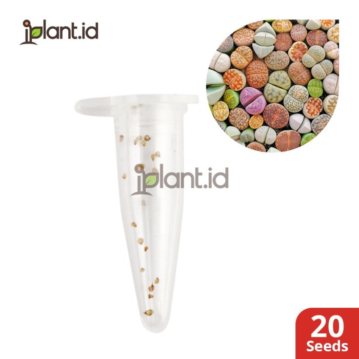 Paket Semai Lithops Mix GARANSI BENIH LITHOPS ASLI