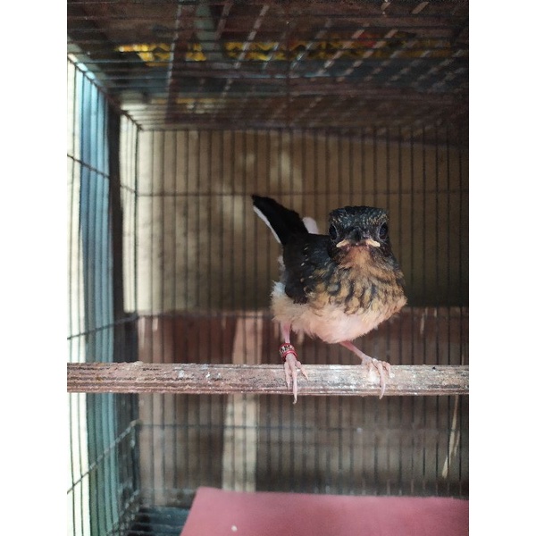 Anakan Burung Murai Batu Trotol Betina