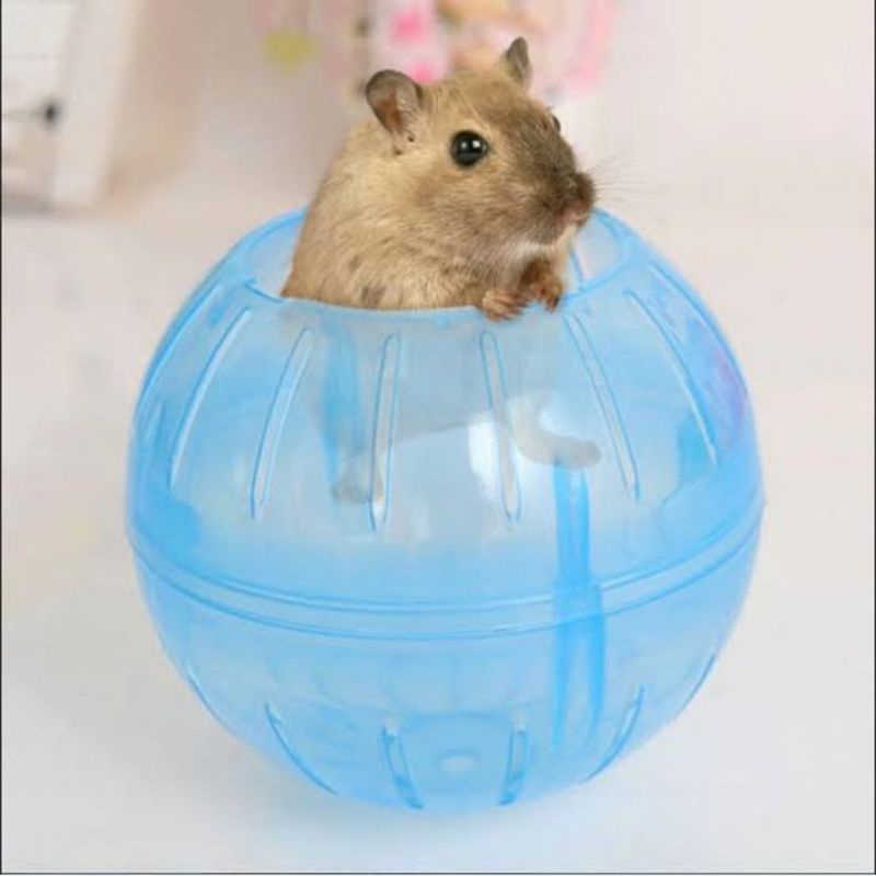 Mainan Hamster Jogging Ball Bola Bergerak Olahraga Hamster Bola Wheel