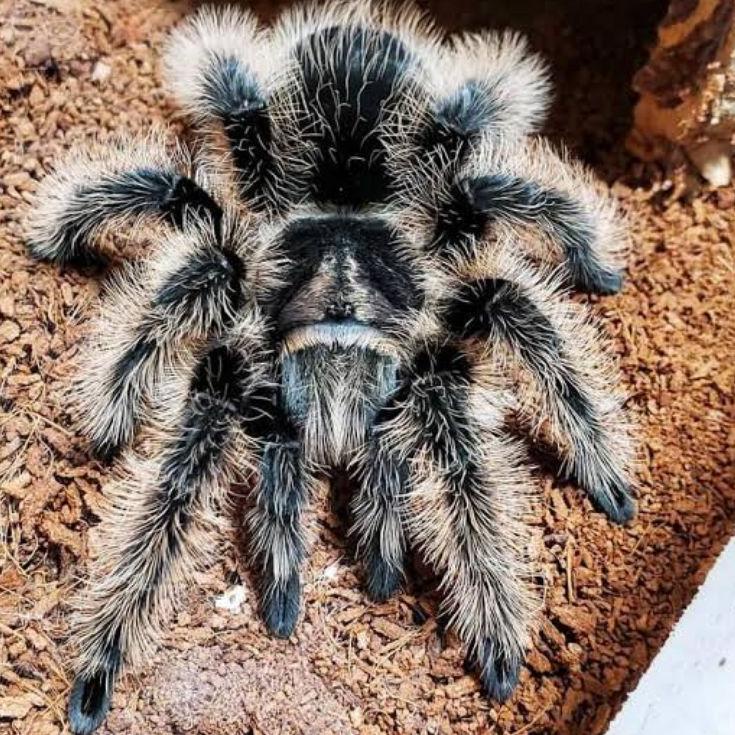

berkualitas Brachypelma Albopilosum belkang
