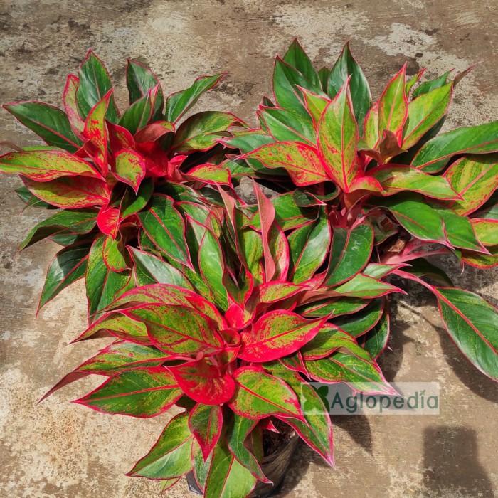 Aglonema Lipstik Aurora Indukan Rumpun Besar