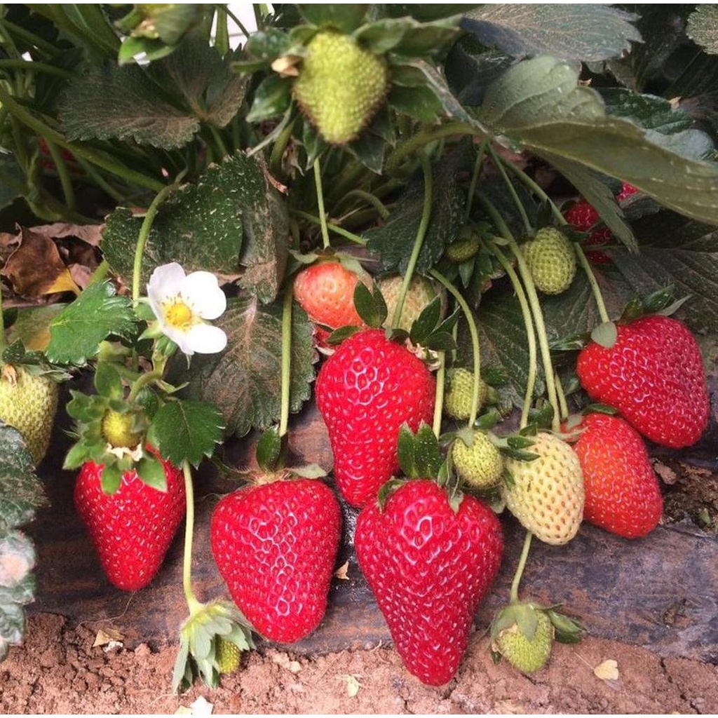 bibit strawberry california  Bibit Tanaman Strawberry California Merah Bibit Tanaman Buah Strawberry