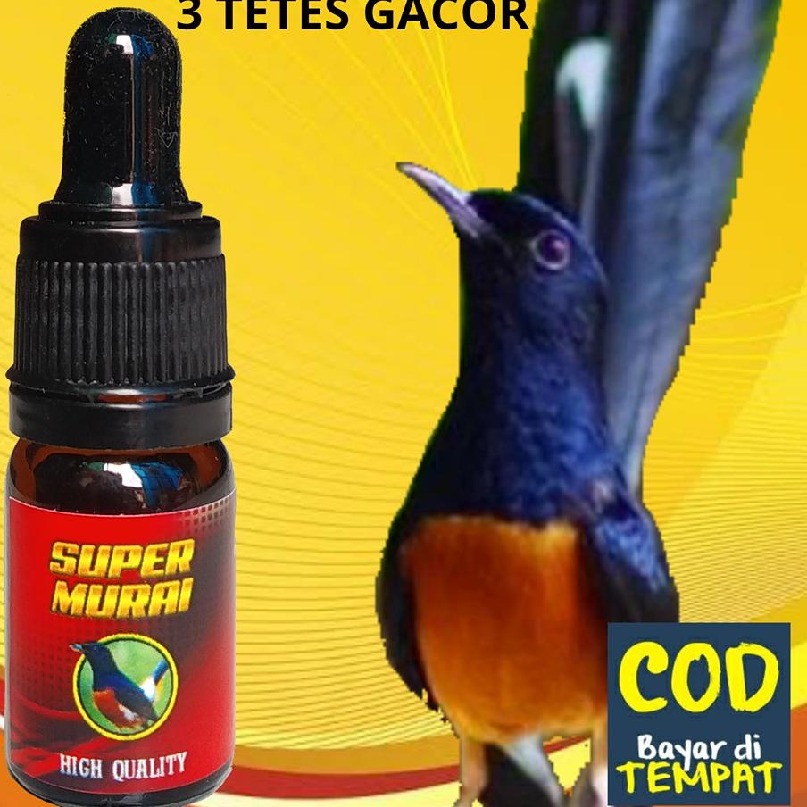 CHEKOUT SUPER MURAI PENGGACOR KHUSUS BURUNG MURAI