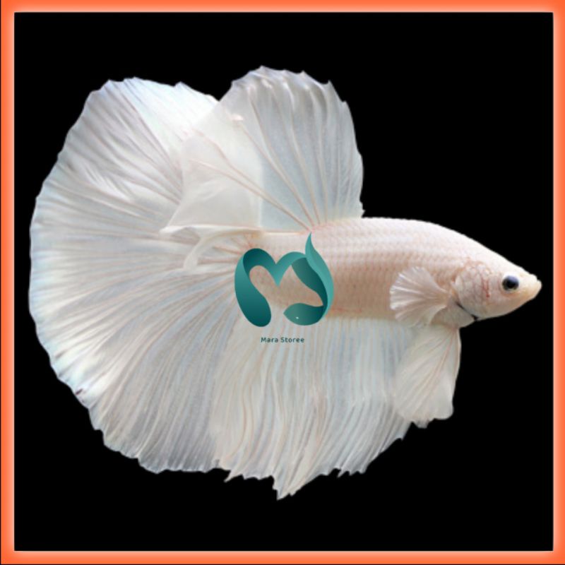 Cupang HALFMOON WHITE PLATINUM | BONUS PAKAN min. BELI 3 EKOR