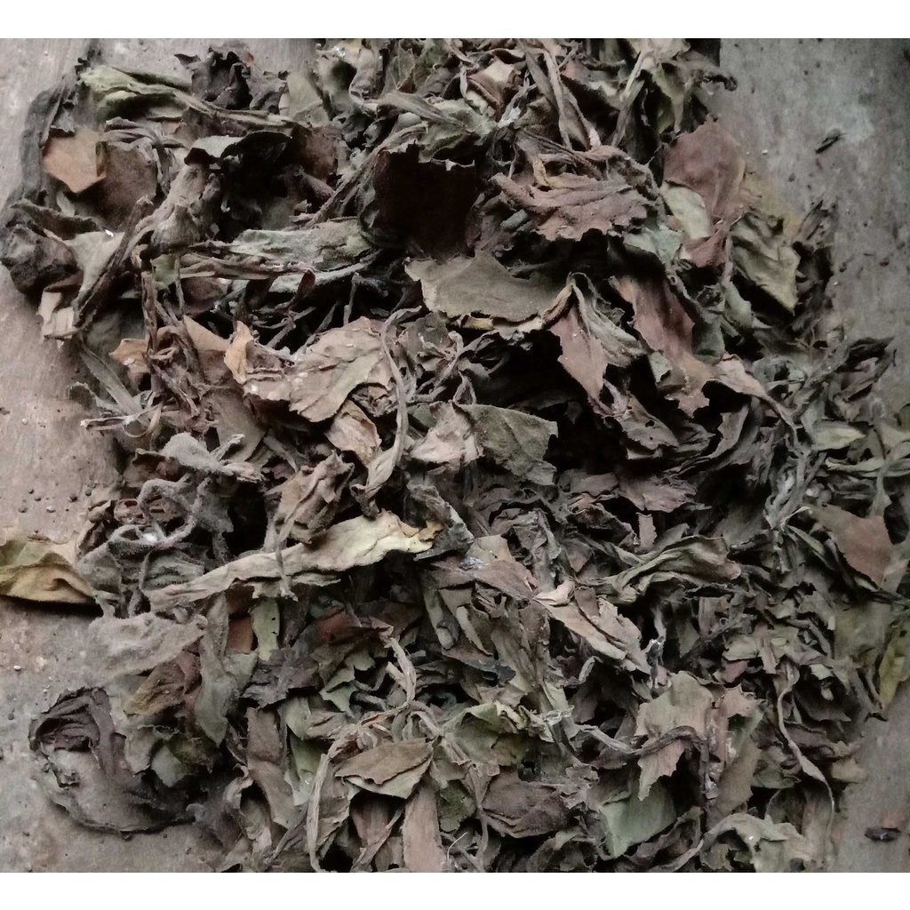 

TERBAIK DAUN DEWA KERING/SAMSIT/GYNURA DIVARICATA HERBAL-500 GRAM
