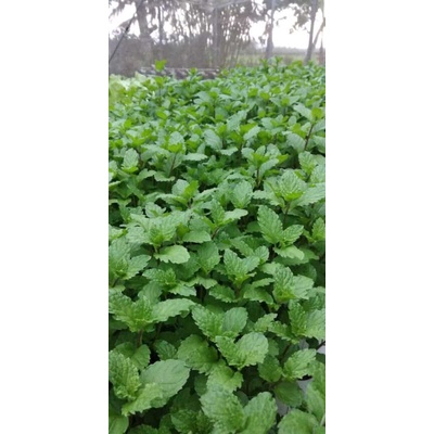 

daun mint segar bebas pestisida kimia