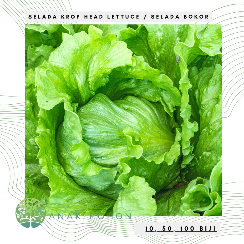 Benih Bibit Biji - Lettuce Green Krop Head Crisphead / Selada Bokor Hijau Seeds - Panen Dalam 75 Hari