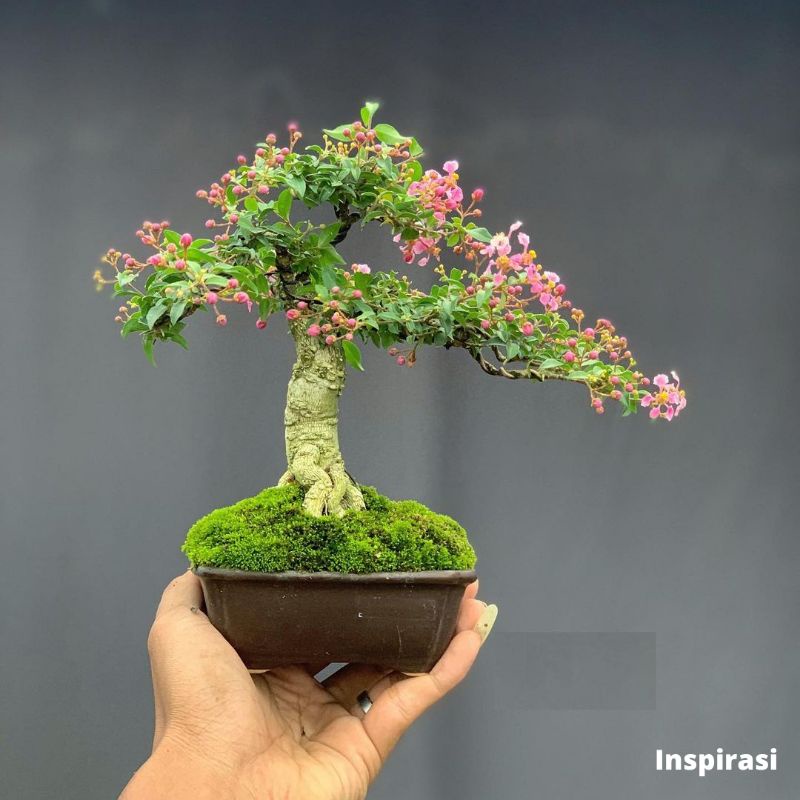 Bahan Bonsai Sakura Mikro Bonus Dekastar