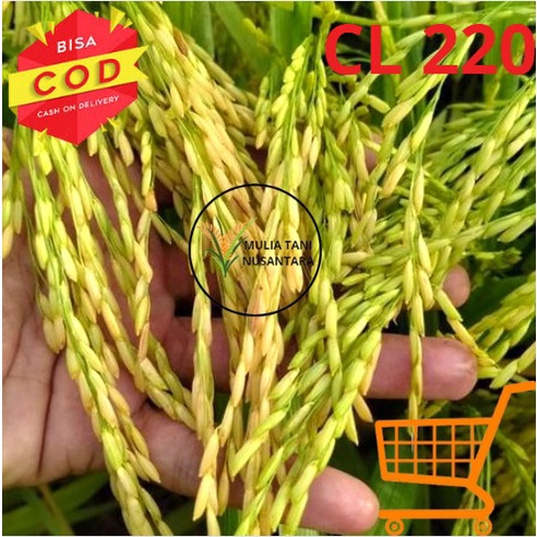 Benih Padi Unggul CL220 / Bibit Unggul 5kg