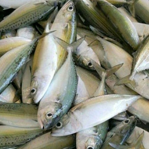 

Ikan Kembung 500 gram