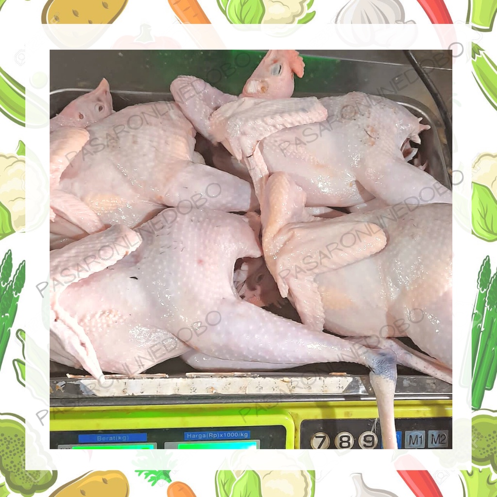 

Ayam Ras/Ayam potong/Ayam Negri