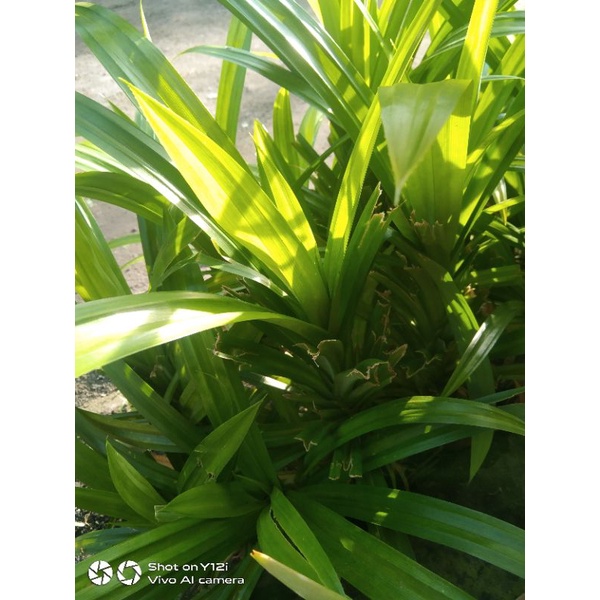 

daun pandan wangi