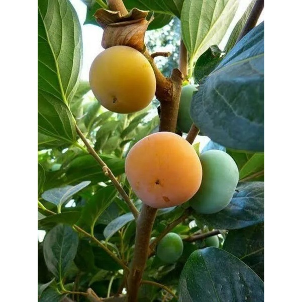 Bibit kesemek / bibit kesemek okulasi