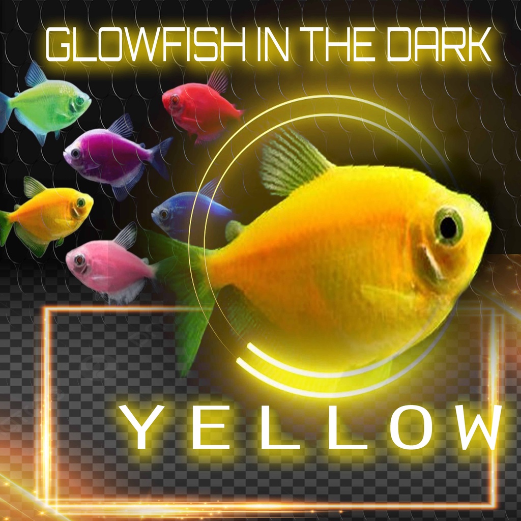 Glowfish ornamen akuarium terlengkap ada disini garansi 100%