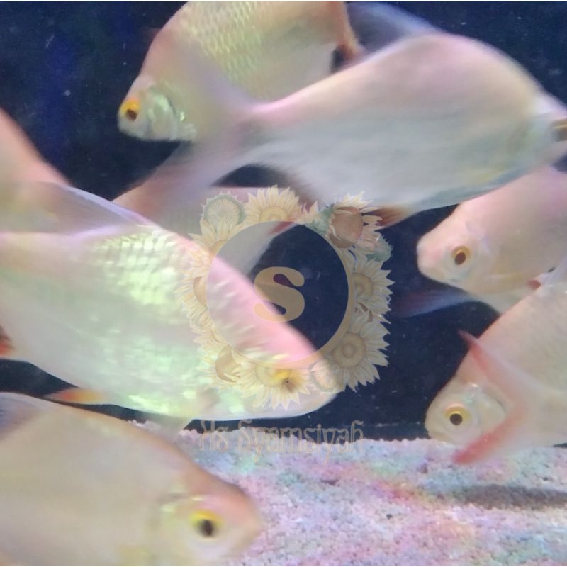Ikan Kapiat Kaviat Albino