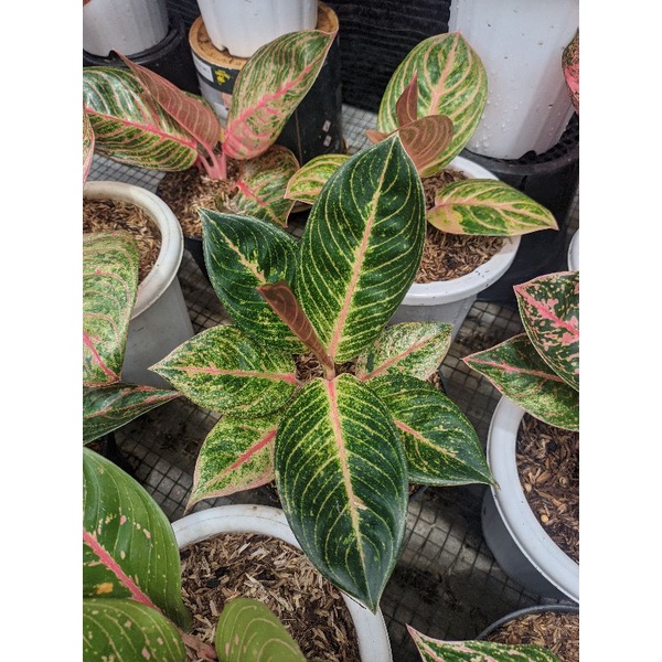 bunga aglonema esmeralda