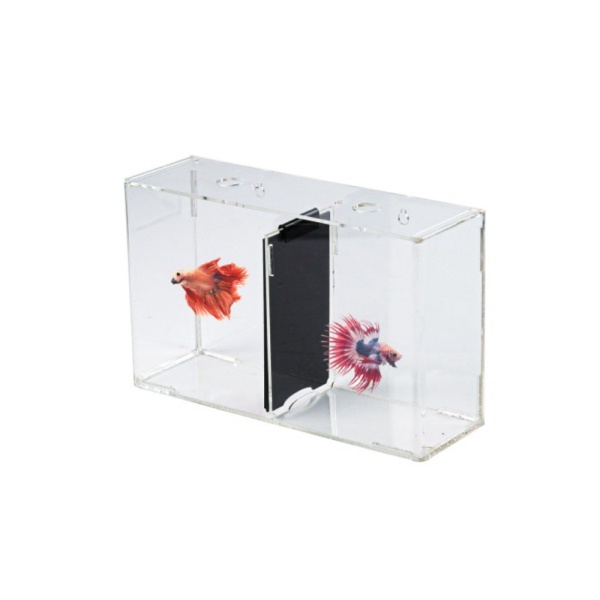 / Promo CUPANG 2 CERMIN Limited SOLITER IKAN AQUARIUM KAMAR AKUARIUM / AKUARIUM