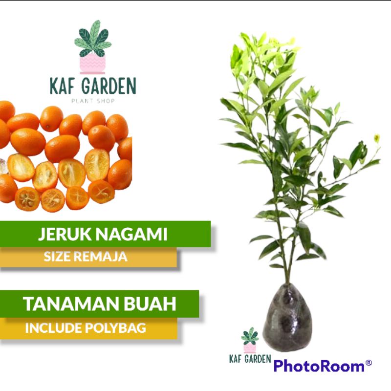 Bibit Tanaman Buah Jeruk Nagami Bibit Jeruk Nagami