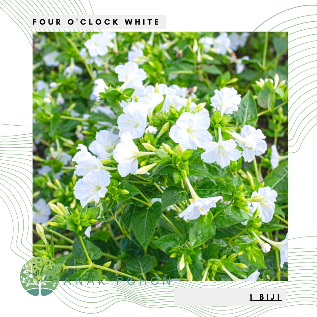 Benih Bibit Biji - Bunga Pukul Empat Putih / Four O'Clock White Flower Seeds