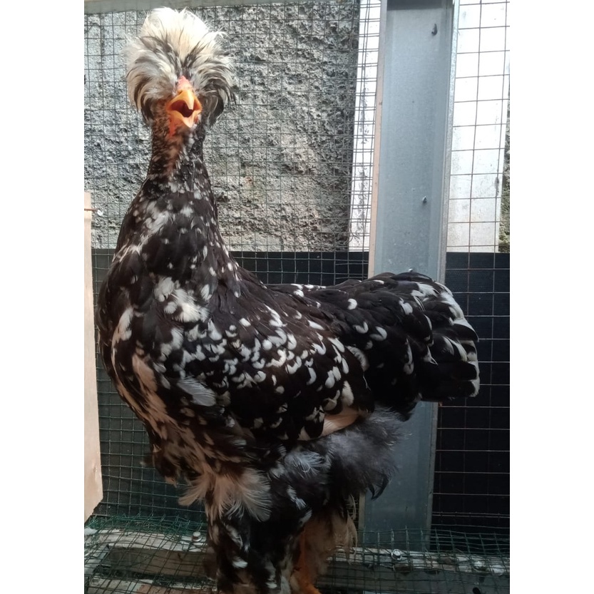 Ayam brahma park black mottled betina 4 bulan up (real foto dan vidio)