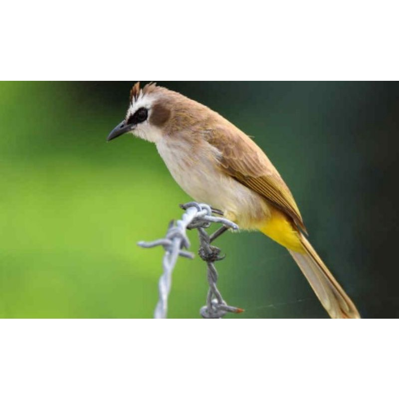 Burung Trucuk Jawa Timur Mulus Sehat Gemuk dengan Perawatan Terbaik