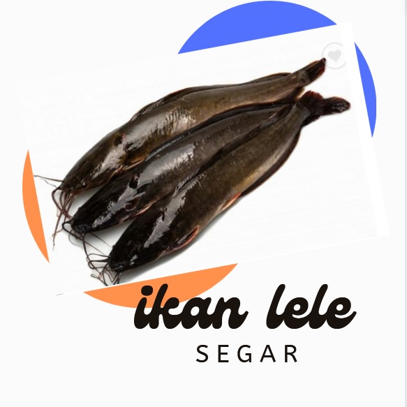 

IKAN LELE SEGAR SIAP MASAK