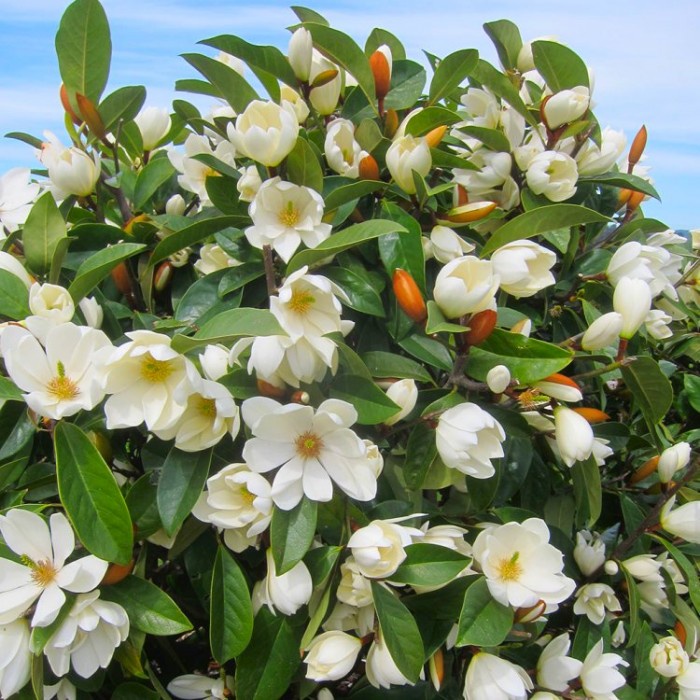 Benih Bibit Biji - Pohon Bunga White Magnolia Putih Flower Tree Seeds - IMPORT