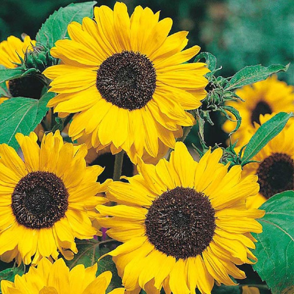 Benih Bibit Biji - Sunflower Hallo Bunga Matahari Flower Seeds - IMPORT