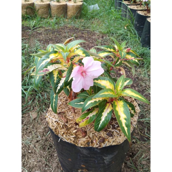 BUNGA IRIANCIS PINK DAUN KUNING HIJAU / PACAR AIR / IMPATIENS WALLAREA
