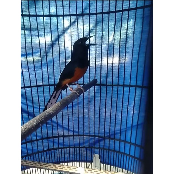 Murai Batu Medan Balak