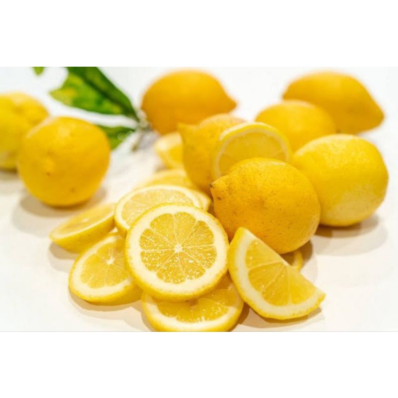 bibit buah jeruk lemon bibit Lemon sudah BERBUAH