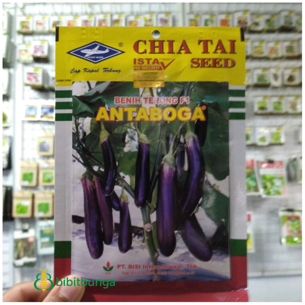 Benih Bibit Terong Ungu Hibrida Antaboga F1 10 gr Biji Kapal Terbang