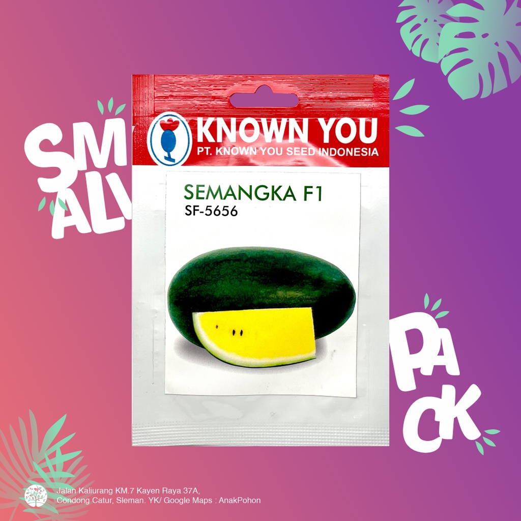 (1 PACK) Benih Semangka F1 SF-5656 Semangka Inul Lonjong Kuning Seeds - Known You Seed KYS - 10 SEEDS