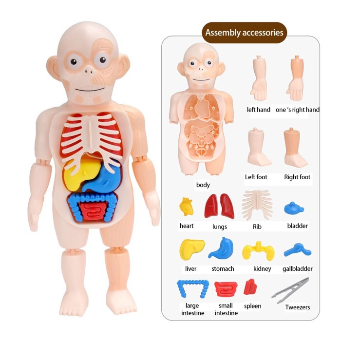 mainan anak  Mainan Anak Human Body Model Edukasi Organ Tubuh Manusia Dokter Kecil(J1X8) mainan anak