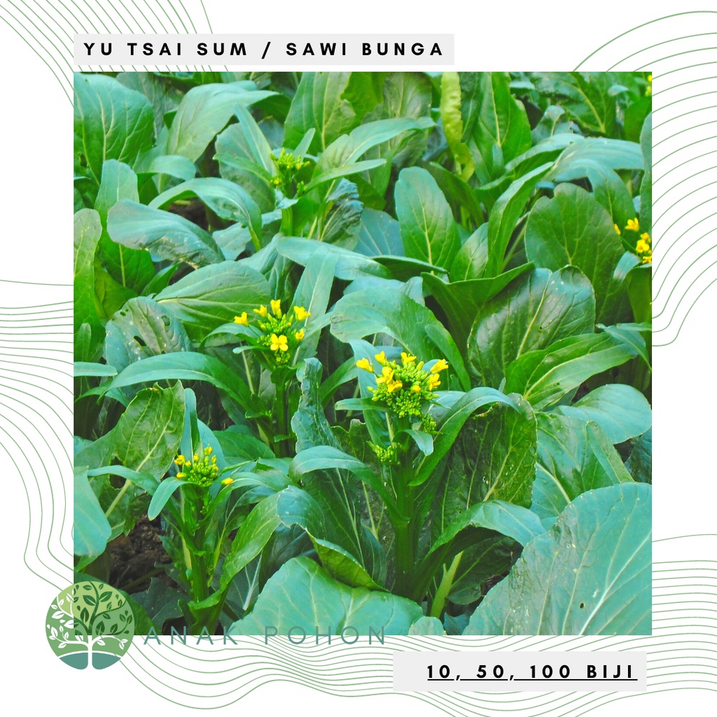 Benih Bibit Biji - Yu Tsai Sum / Sawi Bunga Hibrida Seeds - Panen Dalam 30 Hari