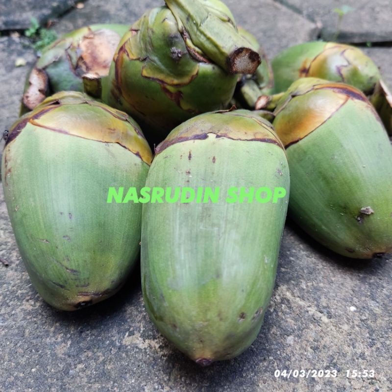 

BUAH KELAPA PENTIL 1KG SEGAR / BULURUK / BILURUK / BALURUK / BULULUK / KELAPA MUDA / KELAPA CENGKIR