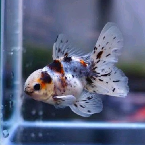 Penjernih air aquarium oranda calico 8-12 cm bergaransi