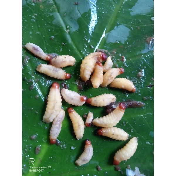 umpan pancing ulat pohon pisang isi 30 biji