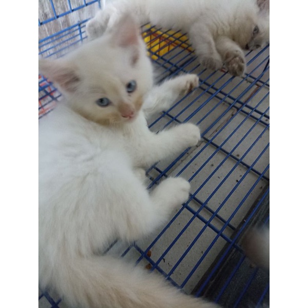Boneka hidup kitten himalaya red point