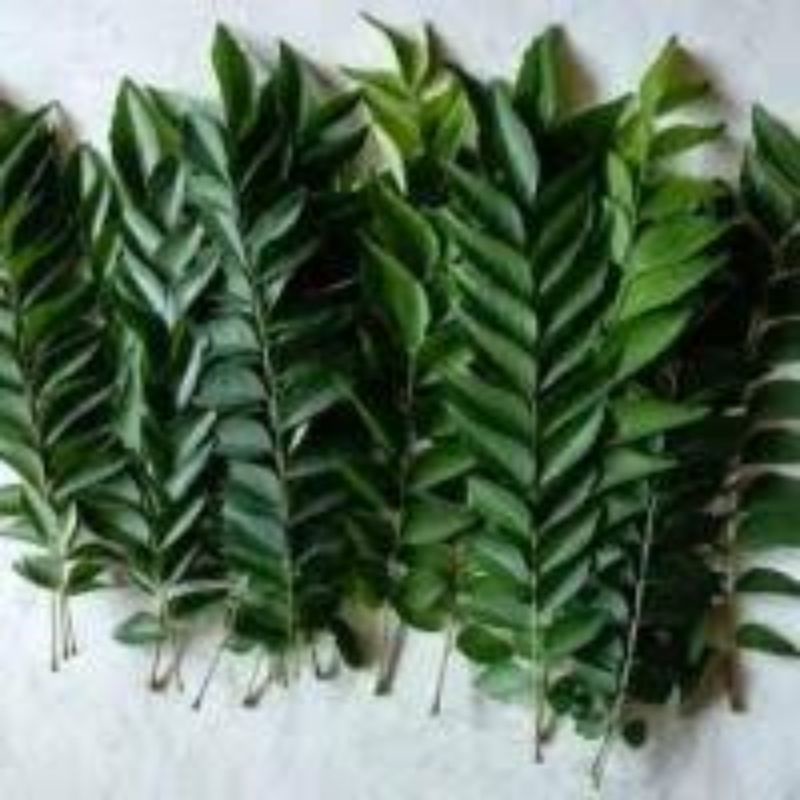 

Daun kari kiloan, Daun kari 1kg fresh dengan tangkai