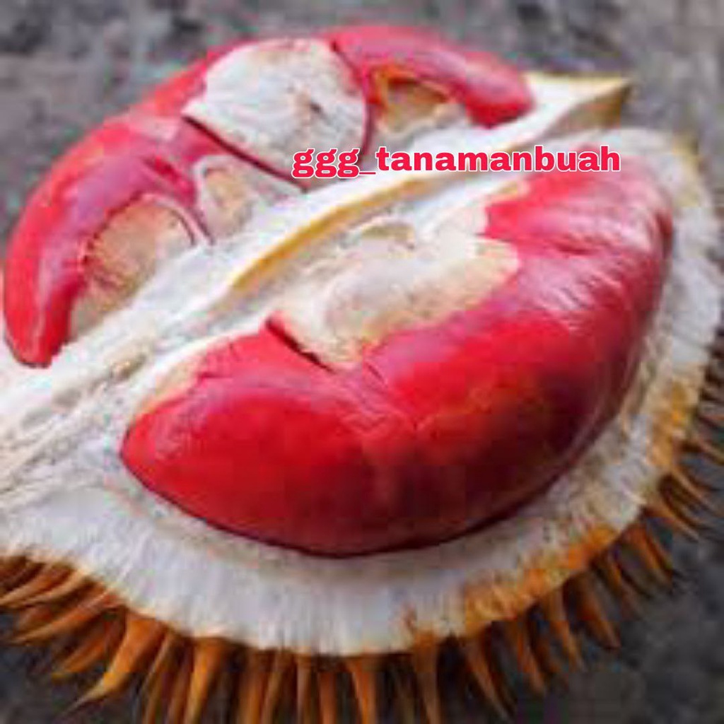 Bibit Durian Merah Hasil Okulasi Unggul