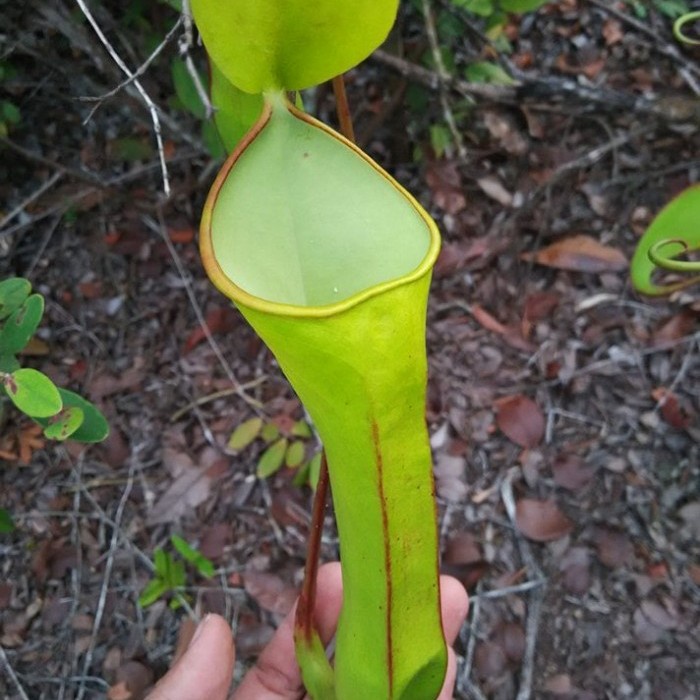 Tanaman Karnivora Nepenthes Reinwardtiana Kantong Semar Seed/Biji/Beni
