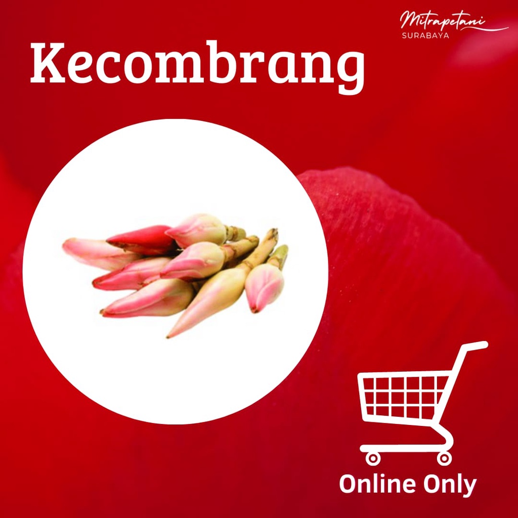 

Kecombrang fresh, sayur kecombrang