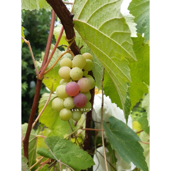 Cutting Anggur Isabella