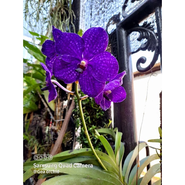 Anggrek vanda SPIKE  patchara deligt biru ungu